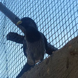 Western Plantain-eater May 2014