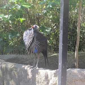 Vulturine Guineafowl May 2014