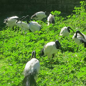 Sacred Ibises May 2014