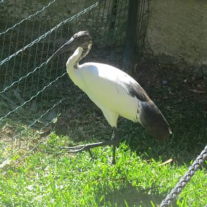 Sacred Ibis May 2014