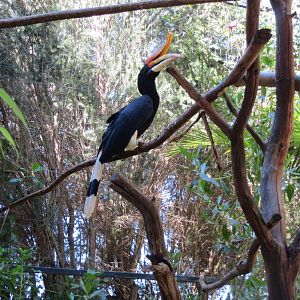 Rhinoceros Hornbill May 2014