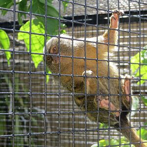 Pygmy Marmoset May 2014