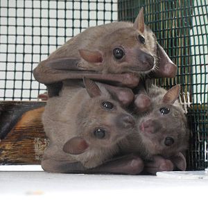 Fruit bats closeup