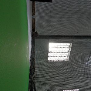 Fruit bats in aviary