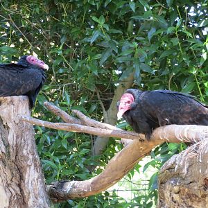 Turkey Vulture May 2014