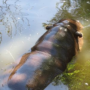 Pygmy Hippopotamus May 2014