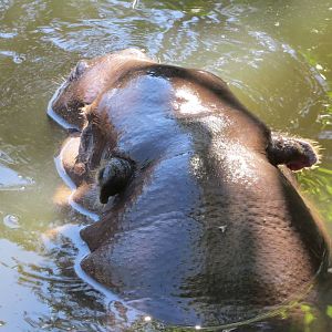 Pygmy Hippopotamus May 2014