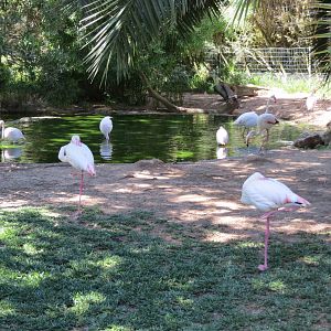 Greater Flamingos May 2014