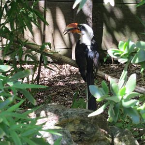 Von der Deckens Hornbill May 2014