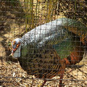 Ocellated Turkey May 2014