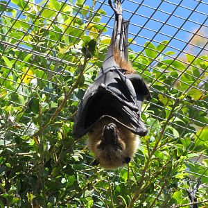 Lyles Flying Fox May 2014