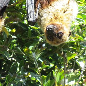 Lyles Flying Fox May 2014