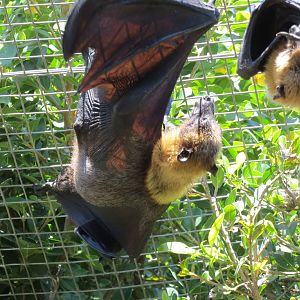 Lyles Flying Fox May 2014