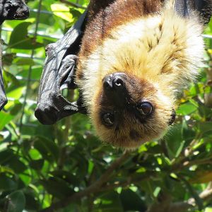 Lyles Flying Fox May 2014