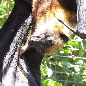 Lyles Flying Fox May 2014