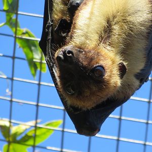 Lyles Flying Fox May 2014