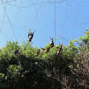 Flying Fox Enclosure May 2014