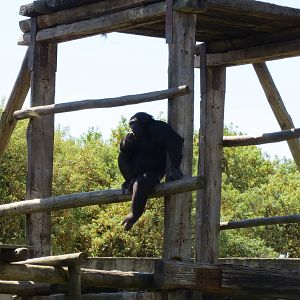 Chimpanzee May 2014