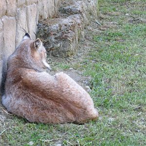 Northern Lynx May 2014
