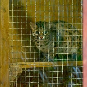 Palawan leopard cat : Exmoor Zoo : 22 May 2015