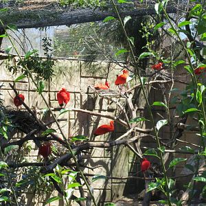 Scarlet Ibises May 2014
