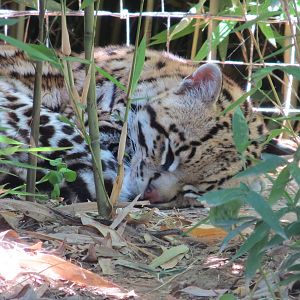 Ocelot May 2014