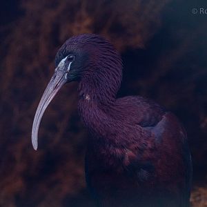 Puna ibis : Exmoor Zoo : 22 May 2015