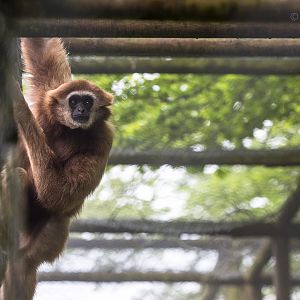 Lar gibbon : Exmoor Zoo : 22 May 2015