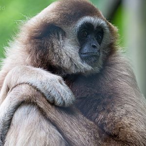 Lar gibbon : Exmoor Zoo : 22 May 2015