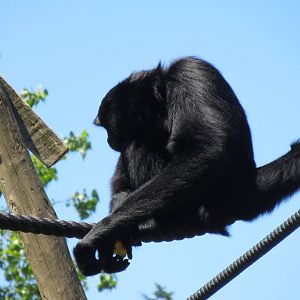 Siamang May 2014