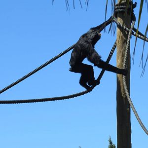 Siamang May 2014