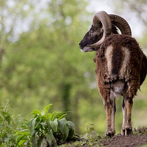 Soay sheep : Exmoor Zoo : 22 May 2015