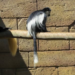 Colobus May 2014