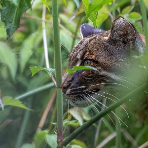 Tibetan golden cat : Exmoor Zoo : 22 May 2015