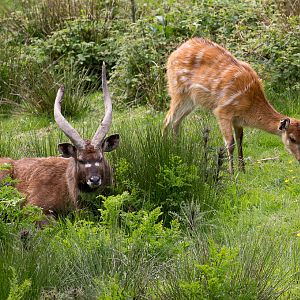 Western sitatunga : Exmoor Zoo : 22 May 2015