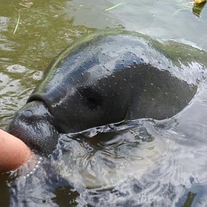Baby manatee. Rescue