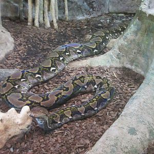 Reticulated Python