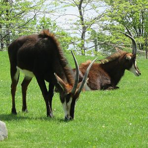 Sable Antelope