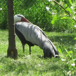 Wattled Crane