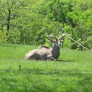 Greater Kudu