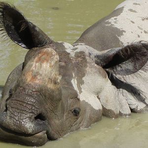 Name of this particular rhino?