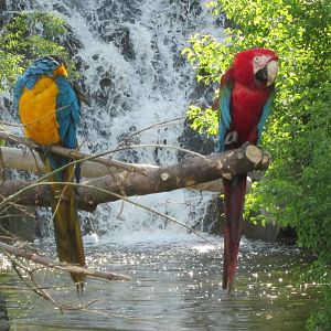 Macaws