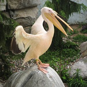 Great White Pelican