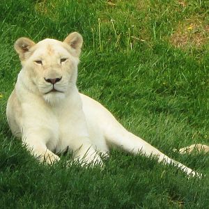 White Lion