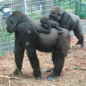 Western Lowland Gorilla