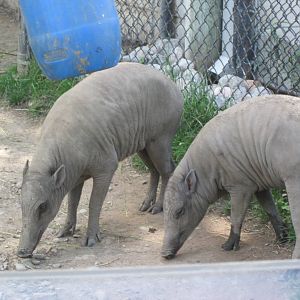 Babirusa
