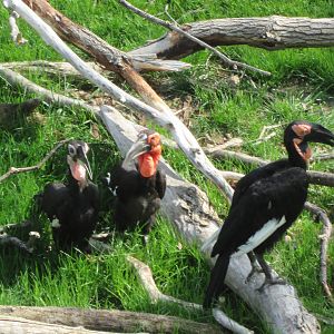 Southern Ground Hornbill