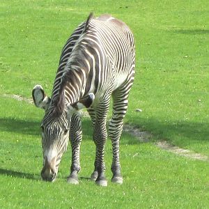 Grevy's Zebra