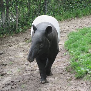Malayan Tapir