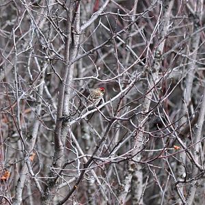 Hoary Redpoll - Alaska